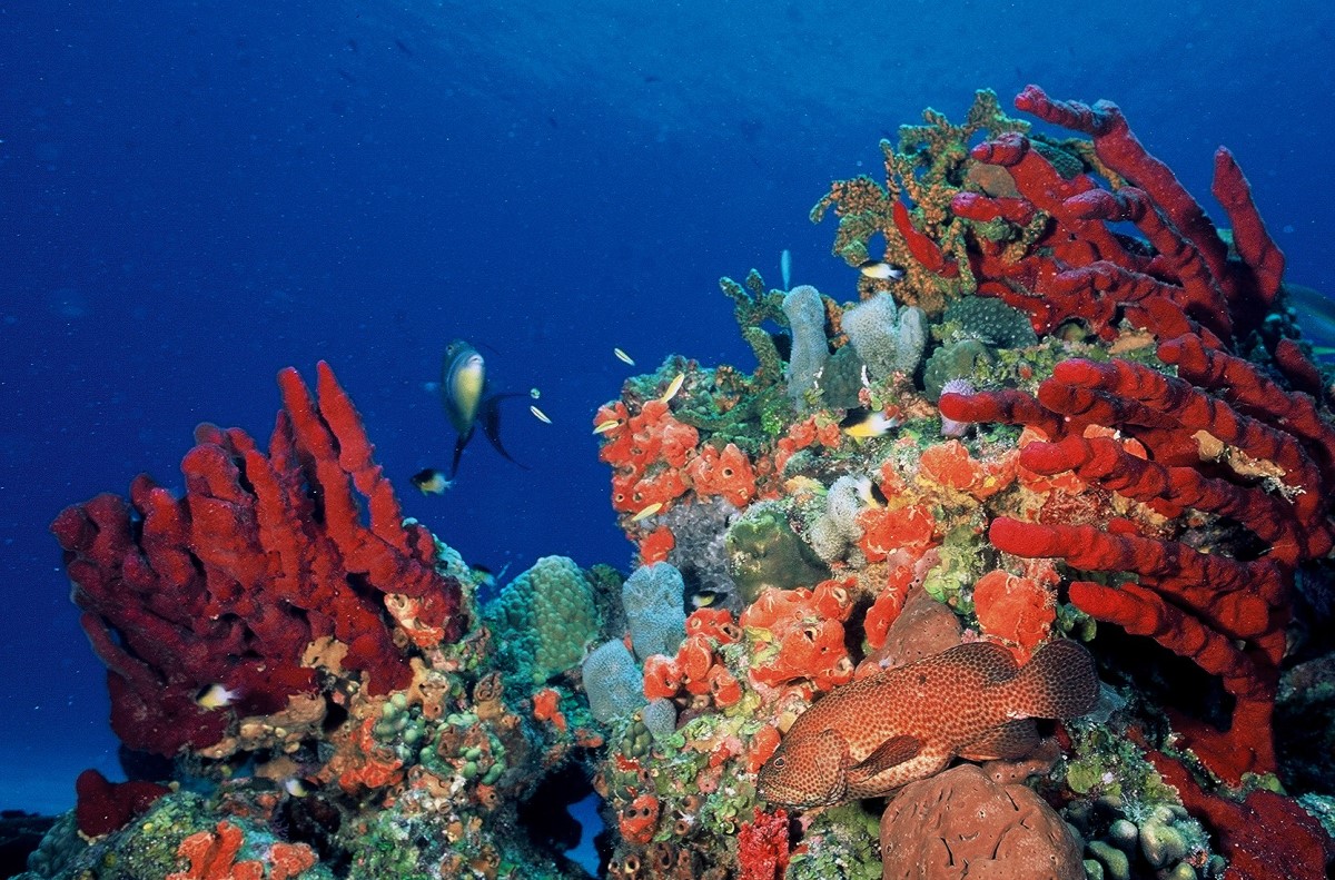 scuba diving bahamas